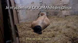 Naissance dun poulain PRE cheval elevage naissance poulain ecurie [upl. by Blodgett]