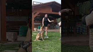 Móvil a la vistaPodré cogerlo malinois parati perro youtube tiktok instagram video animals [upl. by Kucik]