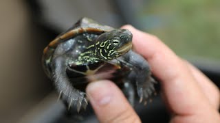 Awesome Japanese reeves turtle [upl. by Lhadnek461]