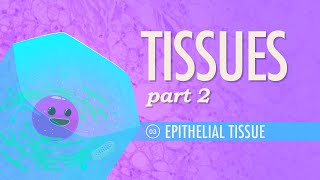 Tissues Part 2  Epithelial Tissue Crash Course Anatomy amp Physiology 3 [upl. by Audwin]