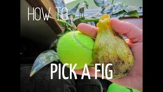 How to Pick a Fig In Under 10 Minutes [upl. by Thaddus]