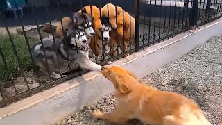 🐶 Just Bark No Bite Hilarious Dog Reactions Videos [upl. by Coppins]