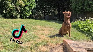 Patterdale Terriers Try TikTok Challenges [upl. by Aracot]