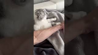 So cute 💕love shorts shortvideo animals pets cat viralvideo cute comedy funny catlover [upl. by Lareneg]