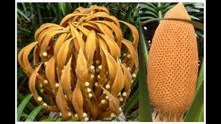 Cycas  Reproduction [upl. by Udele]