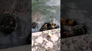 Wild water terrapins toitose are fighting over a piece of bread nature video [upl. by Cirala886]