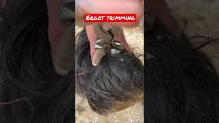 Farrier trims horse’s massive Ergot oddlysatisfying horse equestrian [upl. by Nickie748]