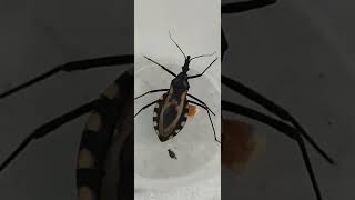 Triatoma brasiliensis A espécie é o principal vetor da doença de Chagas no nordeste brasileiro [upl. by Ahsiyk]