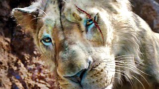 MUFASA THE LION KING quotHow Scar Got His Scar Scenequot Trailer NEW 2024 [upl. by Acinnor]