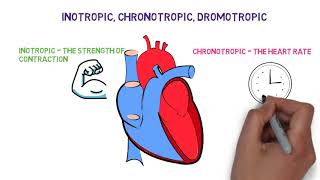 Inotropic chronotropic dromotropic effects of the Heart [upl. by Noslien372]