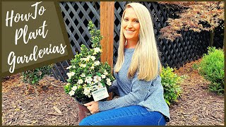 How To Plant Gardenias  New Diamond Spire® Gardenia [upl. by Delphinia]