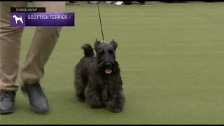 Scottish Terriers  Breed Judging 2023 [upl. by Kayle]