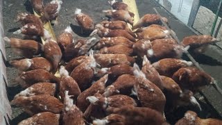 Así está mi gallina alimentándose galpón de gallinas ponedora criando mis gallina manera de criar 🐔 [upl. by Saidel583]