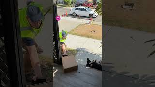 Delivery Guy Faces Off with a Sleeping Dog shorts [upl. by Ertha768]