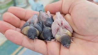 Hand Feeding Green and Yellow Gouldian Finch Babies [upl. by Ylrac]