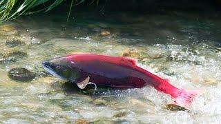 Best Wild Life Documentary  Salmon [upl. by Sada]