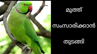 Talking parrot Malayalam how to feed a baby parrot talking parrot [upl. by Losiram]