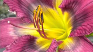 Daylily Garden of Sandy and Mike Holmes Daylilies that talk to you [upl. by Atis297]