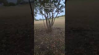 Great Pyrenees Release  Recall off of a Squirrel chase dogtraining greatpyrenees [upl. by Faunia363]