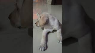 Labrador puppy giving pose🤣doglover jacky shortsfeed trending viralvideo petlover ytshorts [upl. by Alyt]