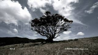 Timelapse of clouds passing and casting shadows over pohutukawa tree in field  New Zealand [upl. by Felita]