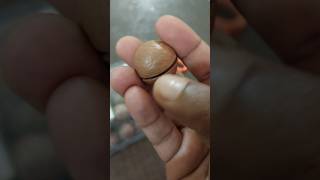 Macadamia🥜മക്കാഡമിയ🌸AM Vlogs🌸🥰 [upl. by Leanard]