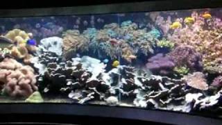 Giant 200° Panorama Tropical seawater reef tank  Salzwasserbecken  Aquazoo 4848 [upl. by Rockey]