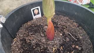 Growing Amorphophallus bulbifer flower [upl. by Trebma]