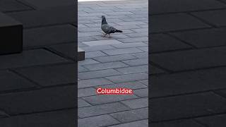 Capture this nice Columbidae youtubeshorts shorts columbidae ownvideo uae birds viralvideo [upl. by Delastre]