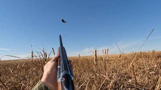 Dogless Upland Bird Hunting [upl. by Penman]