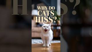 why do cats hiss at their owners cat cats pet kittenLady07 [upl. by Dlorrej]