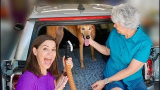 How to Remove Dog Hair from Your Car [upl. by Anawed225]