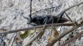 Long horned beetle HD 720p [upl. by Wandy]