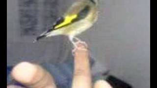 Chardonneret goldfinch echardonnet becfin Putter Stieglitz [upl. by Arob]