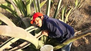 Tlachiqueando Raspado del maguey para sacar aguamiel Parte 2 [upl. by Georgy445]