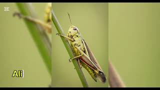 Orden Orthoptera [upl. by Adalbert]