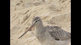 Bartailed Godwit at Phillip Island Victoria Australia by Wong Kais [upl. by Einohtna]