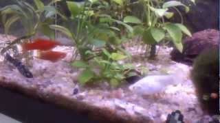 Peces de acuario comiendo pastilla en acuario tropical Part 2 [upl. by Safoelc]