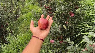 How to protect apples trees from sadan rogm9 mai sadanrogapples himachalapple trees appletrees [upl. by Lyndell832]