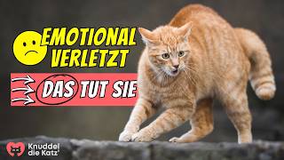 DAS tut deine Katze wenn sie emotional verletzt ist [upl. by Loresz]