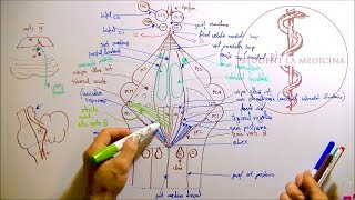 Neuroanatomie  Fosa Romboidă [upl. by Leitao]