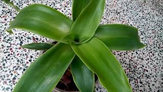 563  How to grow n care Medicinal Basket Plant Callisia fragrans Chain Plant Inch Plant 91117 [upl. by Flosser]