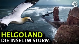 Helgoland ‒ Die Insel im Sturm  Erlebnis Erde [upl. by Ahsenauq383]