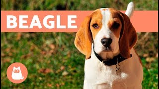 Beagle Dogs – History characteristics and training [upl. by Tearle]