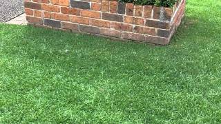 Kikuyu Lawn Care Lawn Greener Lawn Aerator What Grass Is That Love My Lawn [upl. by Ojytteb]