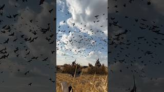 12 Spec Rain Out 🦆 Goose hunting limits at huntongaro CabelasHunting divebombsquad [upl. by Gapin]