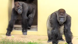 Shabani 28th birthday October 20 2024 Gorilla Silverback [upl. by Ab]