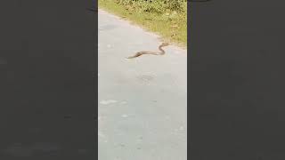 Nagin subscribe trending youtubeshorts 100million shorts snake [upl. by Daraj]