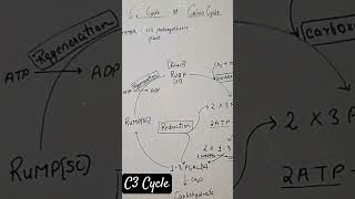 Class 11th C3 cycle botany [upl. by Burtis]