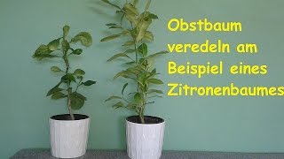 Obstbaum selber veredeln  Beispiel Zitronenbaum okulieren  Tutorial  Anleitung [upl. by Kcirdek]